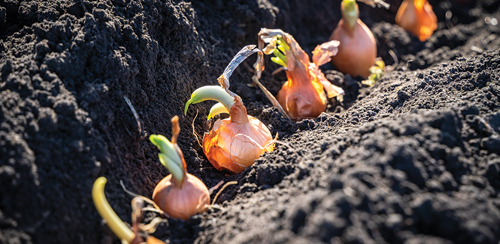 it is best to plant onion seeds or onion sets?