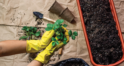 Miracle Gro helps to promote strong root growth