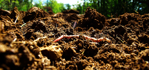 A worm in the dirt