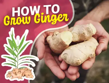 Ginger Cover