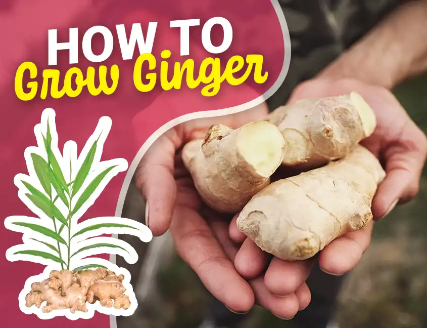 Ginger Cover
