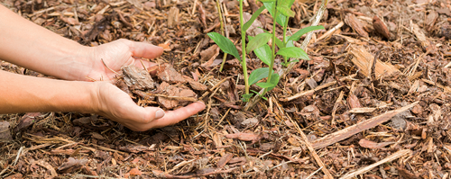 insulate the roots