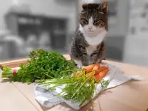 Shredded Carrot Salad