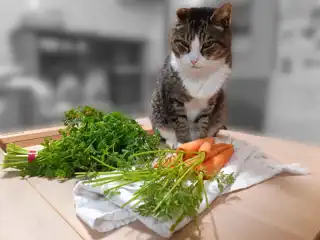 Shredded Carrot Salad