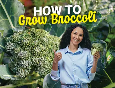 How to grow Broccoli