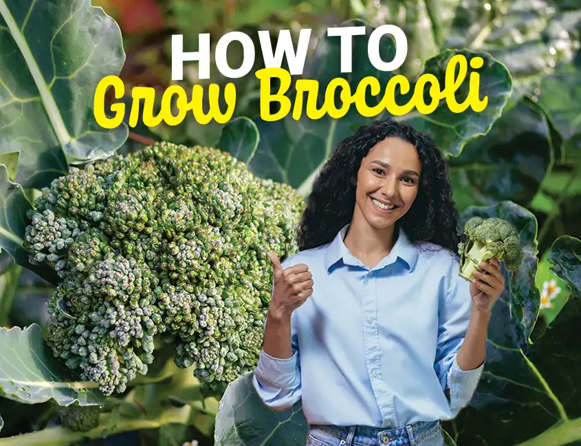 How to grow Broccoli