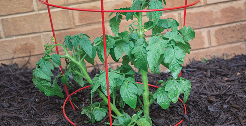 Support Structures for Tomatoes