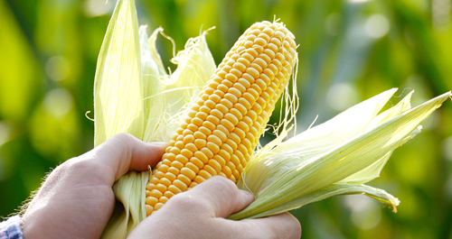 Sweet corn is ready to harvest when the silk turns brown and dry.