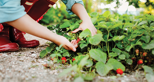 Grow strawberries in Canada