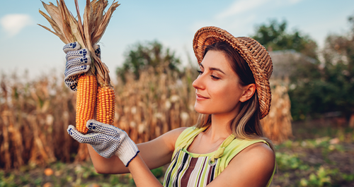 Happy woman with Sweet Corn