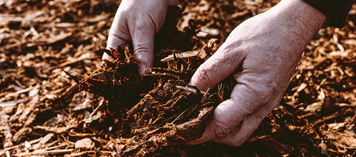 Mulch around the plants to keep the soil moist
