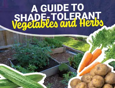 guide to shade tolerant vegetables and herbs - Viva Fresh food