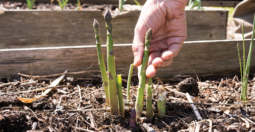 Choose the right type of asparagus for your region