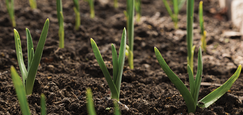 many garlic plants are able to regrow from the same bulbs, year after year