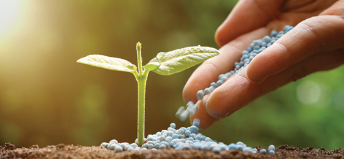 Fertilize with a balanced fertilizer