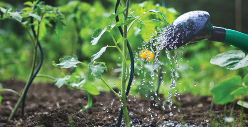 Water your tomato plants deeply