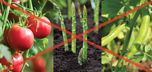 No Tomatoes, Asparagus or Beans