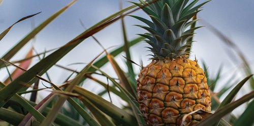 a pineapple plant only produces a single fruit