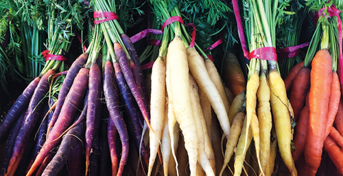 Choosing a carrot to grow