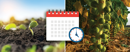 Brussels sprouts take anywhere from 90-150 days to mature