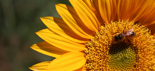 Close up of a bee on a sunflower