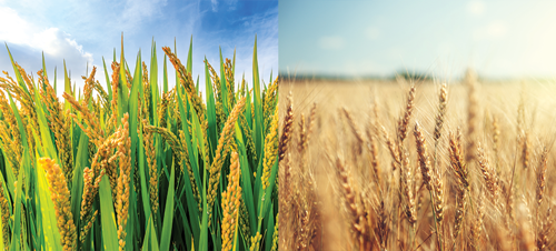 Rice Harder vs Wheat