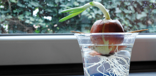 It's so easy to regrow onions from scraps