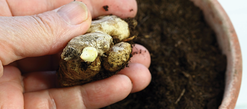 Rhizomes into potting soil