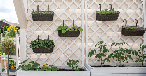 Hanging planters on a white lattice trellis