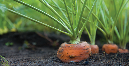 Harvest Carrots