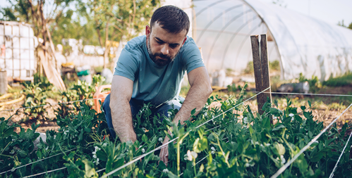 Vegetables That Bolt in Partial Sun