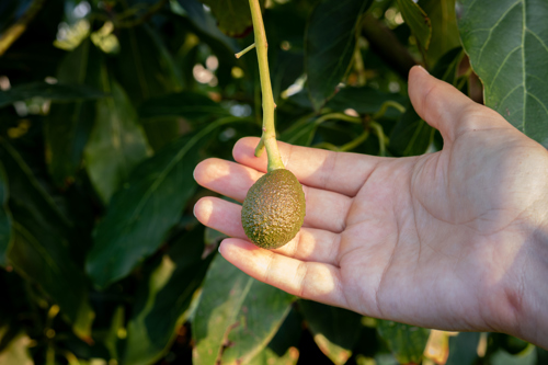 Avocado seed