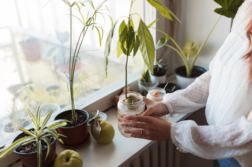 Caring for Your Avocado Plant