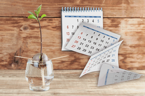 Time to grow avocado