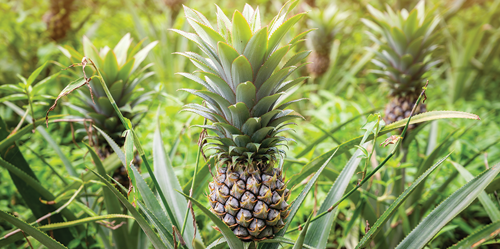 Pineapple plants need a minimum of 6 hours of bright light