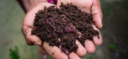Hands holding some dirt with worms in it