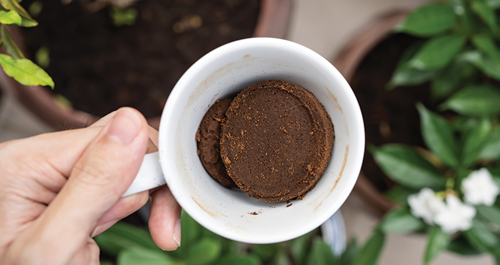 Coffee grounds are a great natural fertilizer