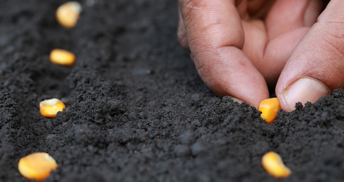 Plant sweet corn seeds