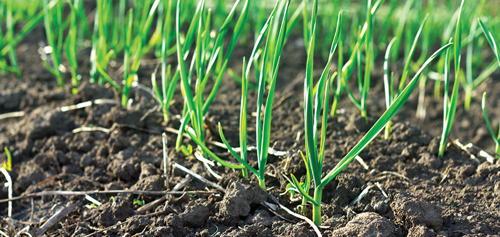 Garlic plants need lots of sunlight to thrive and produce a good yield