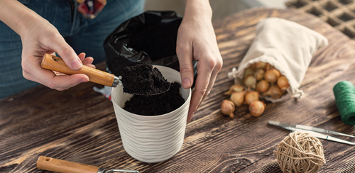 Grow Onions Indoors?