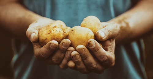 one potato plant can produce anywhere from 3-10 potatoes