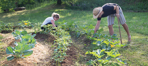 Two people working in a vegetable garden