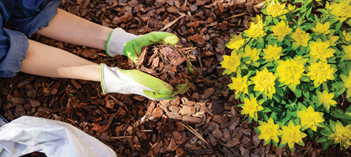 Person holding a handful of mulch over a garden bed