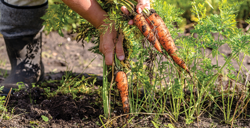 Harvesting Your Carrots