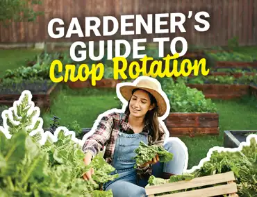 Rotation Cover