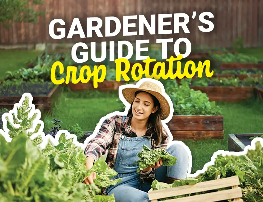 Rotation Cover
