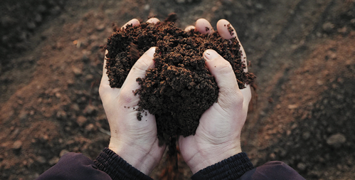 Importance of Good Soil