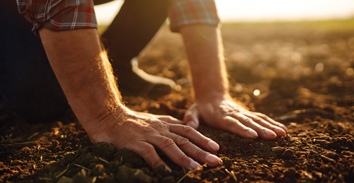 Cover the potatoes with soil