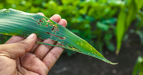 Keep Pests at Bay