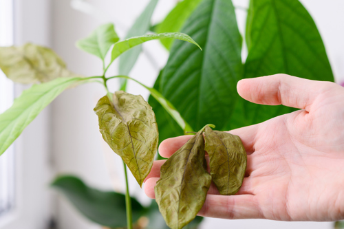 Wilting avocado leaf